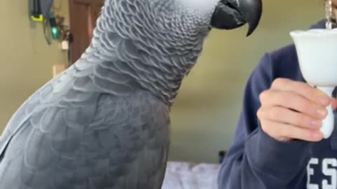 Getting Creative Question with Parrot