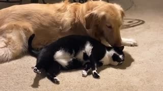 Cat Wants Love from Doggo