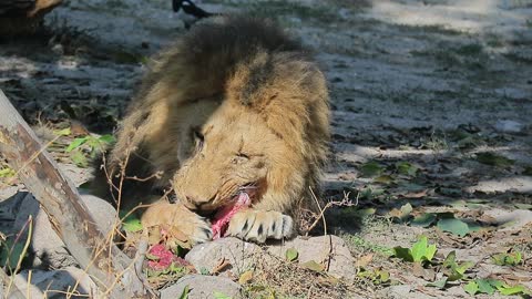 Lions Roaring Compilation