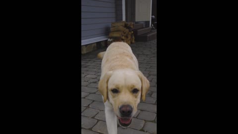 cute Labrador relaxing, funny video of Labrador dog #shortvideo #PetsTv #rumble