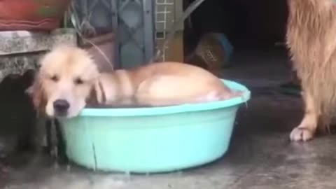 Mira Como Estos perros se bañan entre ellos muy felices