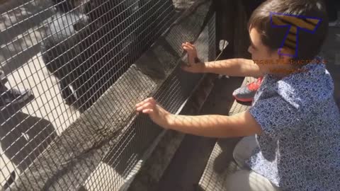 FORGET CATS! Funny KIDS vs ZOO ANIMALS are WAY FUNNIER! - TRY NOT TO LAUGH :))