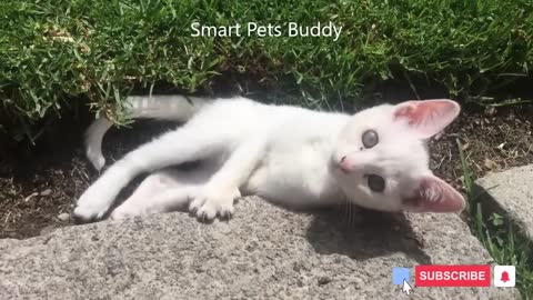 Very Funny 🤣🤣 Cats Video | 31 Aug 2022 | Smart Pets Buddy