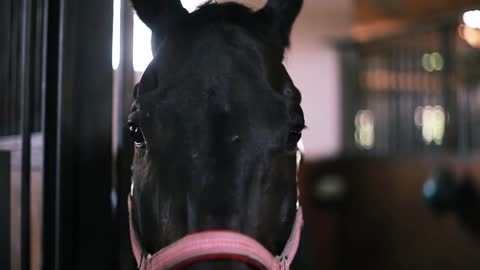 Portrait beautiful horse in the farm portrait mammal