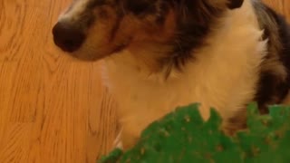Sophie the innocent Aussie doesn't recognize her frisbee, does she?