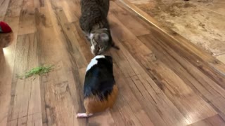 Cat plays with guinea pig