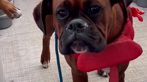 Boating Boxer Rides The Wind