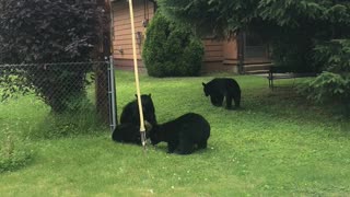 Bear Cubs Playing Around