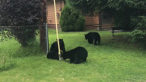 Bear Cubs Playing Around