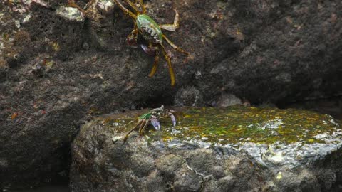 Crabs standing on a rock
