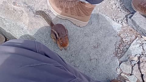 Curious Chipmunk