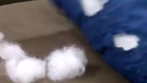 Rabbit playing with pillow - destruction