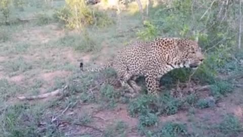 Close shot of leopard mating