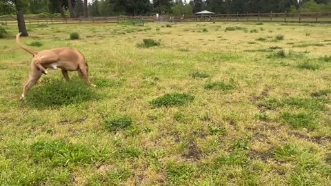 German shepherd attacks pitbull so amazing