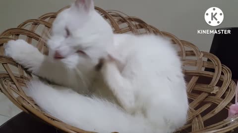 White Cat Scratching