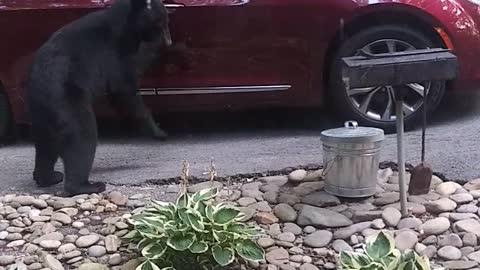 Bear Checking If Car Is Unlocked