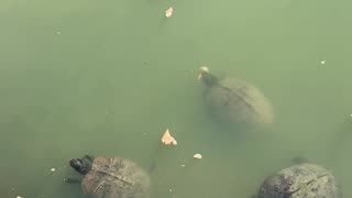 FEEDING THE TURTLES