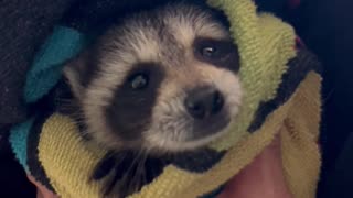 Baby Raccoon's First Bath