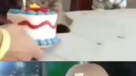 Funny cats birthday video.