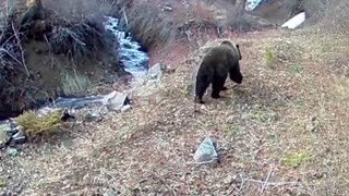 Grizzly Bear at Eagle Creek