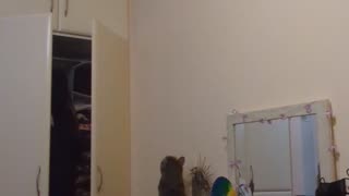 Clumsy Cat Falls From Closet Doors