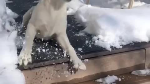 Little Puppy Dog Having FUN with Snow ! FUNNY Moments ! AWW