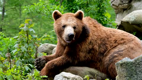 Cute But Savage Brown Bear