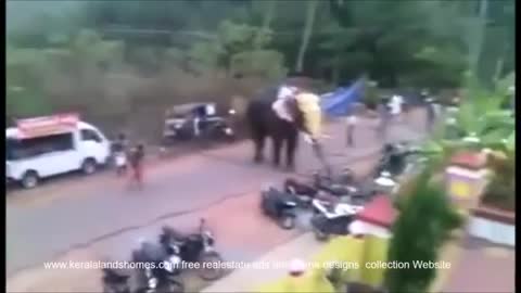 elephant attack in kerala 2016 Latest elephant attack full video in palakkad [SiGator]