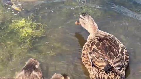 When danger approaches, 🦆Mother Duck is not vague at all!