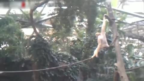 Hilarious Monkey Compilation videos