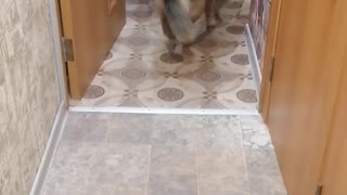 Kitty Drags Dog Into Kitchen