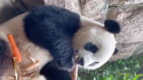 Super cute baby panda