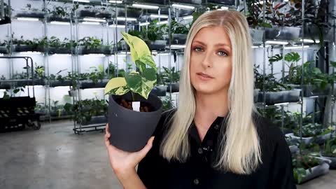 Can You Make Money From These Houseplants? | Beginner Investment Houseplants #2🌼🌷🌺🌿