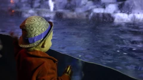 a little boy looking at penguins in the large aquarium