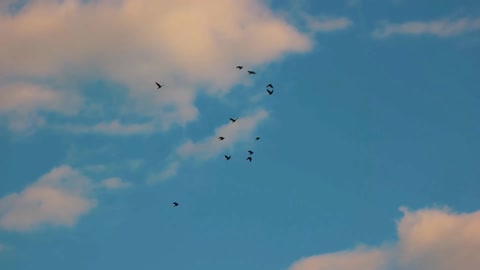 silhouettes of birds sky group of seagulls live by freedom