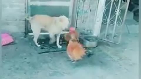 Funny video...Angry chickens not scared of dogs