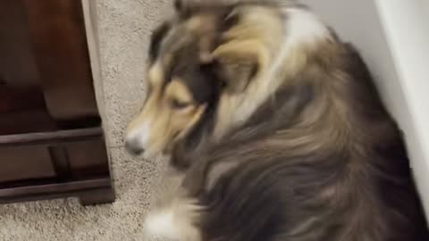 Sheltie needs a backup beep to get out of tight space