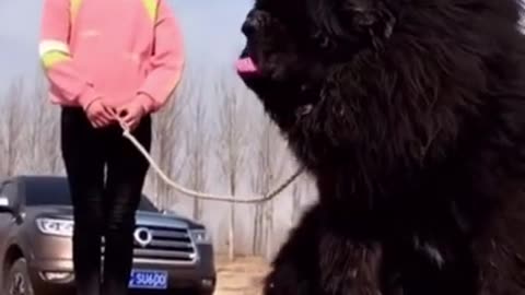 Tibetan Mastiff Is The Biggest Dog In The World #Shorts