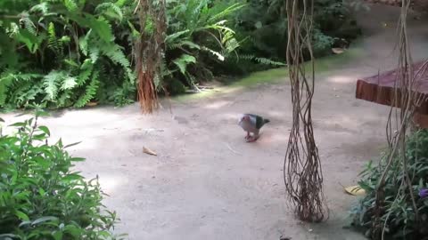 Fancy Pigeon Green Imperial Dove (Ducula Aenea) Voice, Sound