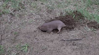 digging a hole