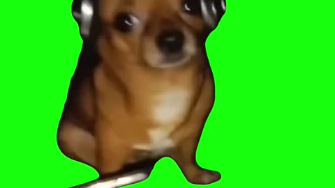 Dog Listening to Radiohead | Green Screen