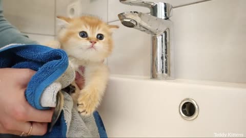 The little kitten went to the bath and calls his mother.