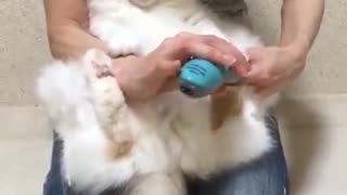 OMG! It's so fluffy Cat