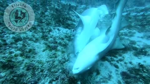 Nurse Shark Mating Capture by Local Florida Divers