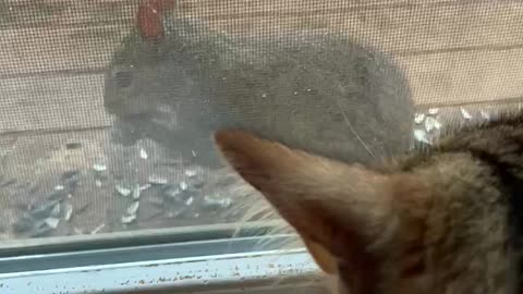 Cat VS squirrel window