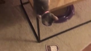 Cat climbs up on owner to get treat