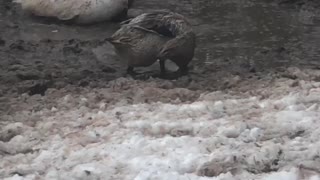 Pepper the goose finds happiness by giving himself a mud bath