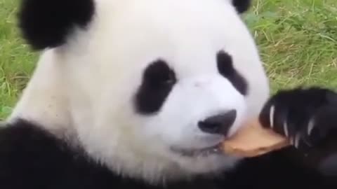 Panda is eating biscuit with his hands and looks very cute