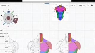 Torso Anatomy Ecorche Study on Galaxy Tab S8 Ultra
