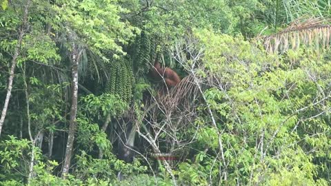 Following Wild Orangutan Activities